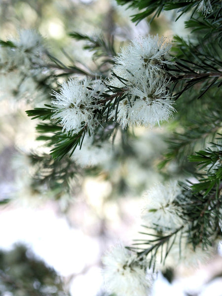 Aceite de Árbol del té (Melaleuca alternifolia) <div></div>