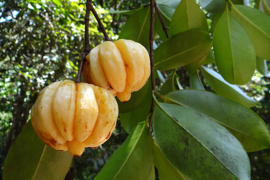 Garcinia (Garcinia cambogia)